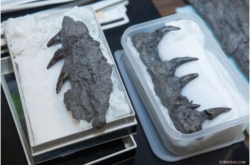 Did Mosasaurs Use Ramming Tactics Like Modern Killer Whales?