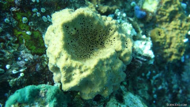 UC Riverside Researchers Discover 100‑Million‑Year‑Old Animal Fossils, Preceding the Cambrian Explosion