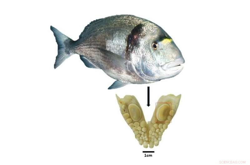 3,500-Year-Old Fish Trade Between Egypt and Canaan Revealed