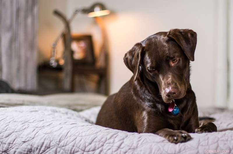 New Study Finds Allowing Dogs to Sleep with You Helps Chronic Pain Sufferers Improve Sleep