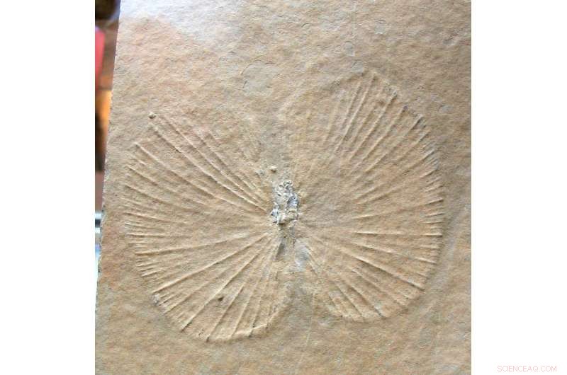 Extinction’s Long Shadow: Ecosystem Recovery Spans Millions of Years