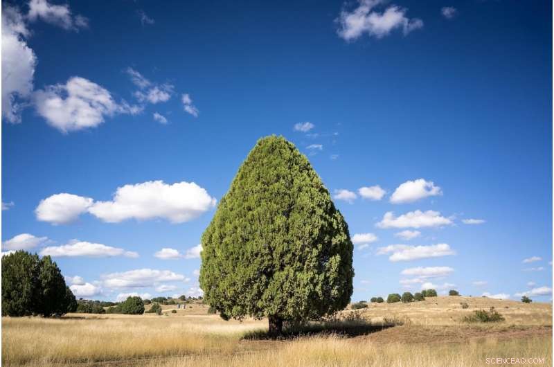 Traumatic Stress and Its Impact on the Violent, Romanticized Old West