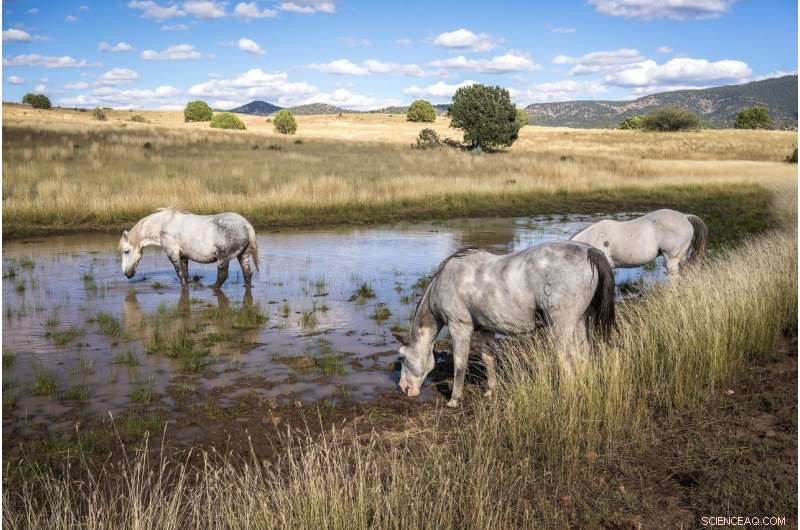 Traumatic Stress and Its Impact on the Violent, Romanticized Old West