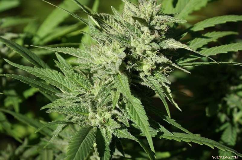 Legal Cannabis vs. the Black Market: Can the Licensed Industry Win?