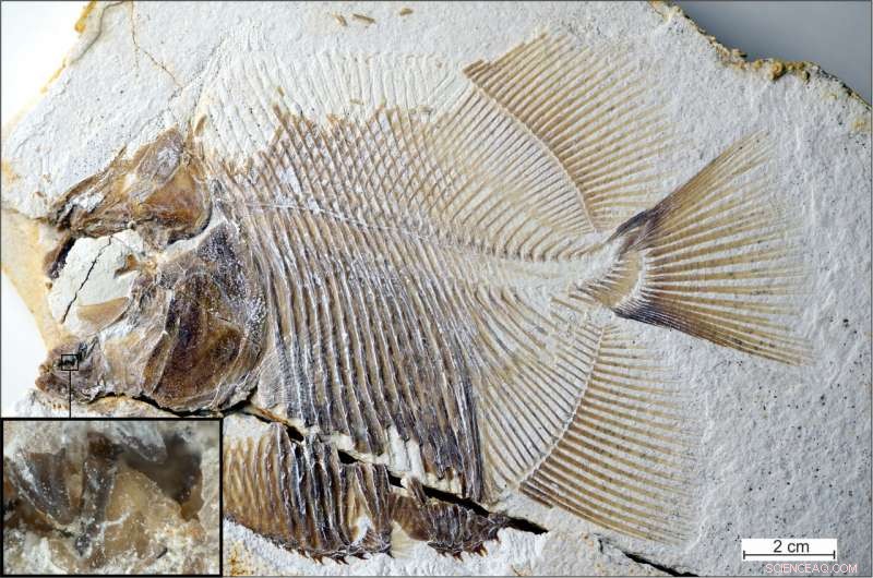 Earliest Known Flesh‑Eating Fish: A 150‑Million‑Year‑Old Piranha‑Like Species Discovered
