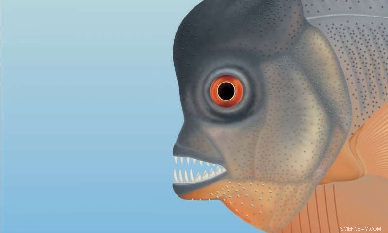 Earliest Known Flesh‑Eating Fish: A 150‑Million‑Year‑Old Piranha‑Like Species Discovered