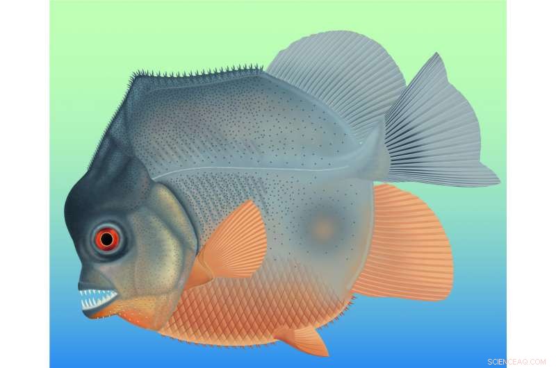Earliest Known Flesh‑Eating Fish: A 150‑Million‑Year‑Old Piranha‑Like Species Discovered