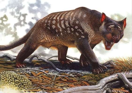 Climate Change Likely Drove Extinction of Australia’s Marsupial Lion