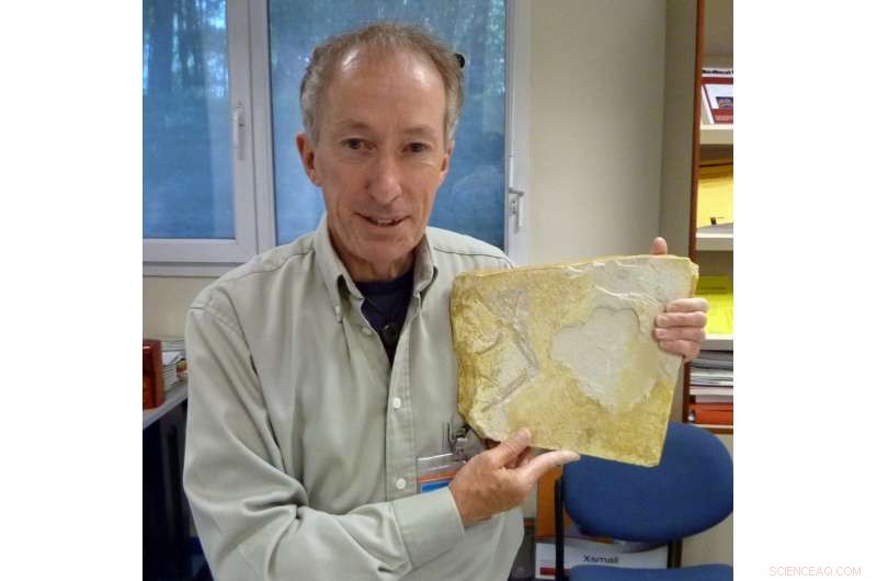 Researchers Discover New Archaeopteryx Species Bridging Dinosaurs and Modern Birds