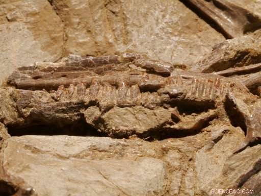 China s Construction Boom Unearths 100‑Million‑Year‑Old Dinosaurs