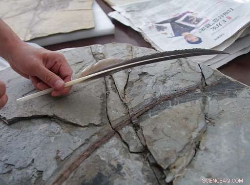 China s Construction Boom Unearths 100‑Million‑Year‑Old Dinosaurs