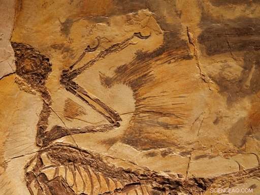 China s Construction Boom Unearths 100‑Million‑Year‑Old Dinosaurs