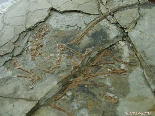 China s Construction Boom Unearths 100‑Million‑Year‑Old Dinosaurs