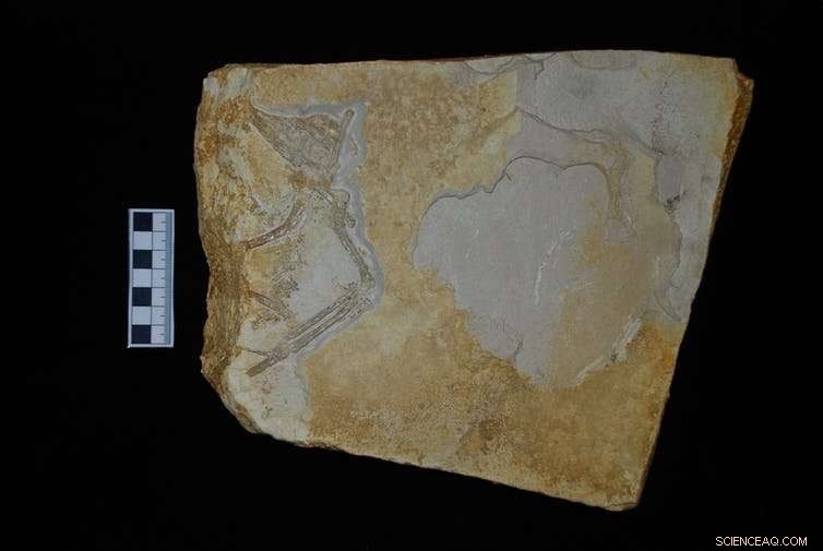 Scientists Uncover New Species Bridging Dinosaurs and Birds