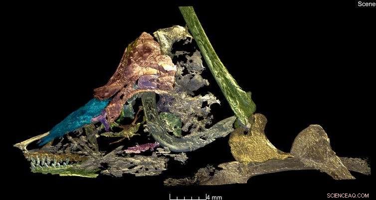 Scientists Uncover New Species Bridging Dinosaurs and Birds