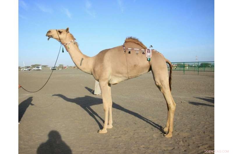 Camel Beauty Pageants: Inside Million-Dollar Competitions on the Arabian Peninsula