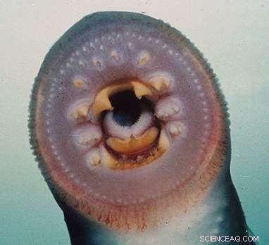 First Identification of Lamprey Keratin Teeth in London’s Archaeological Record