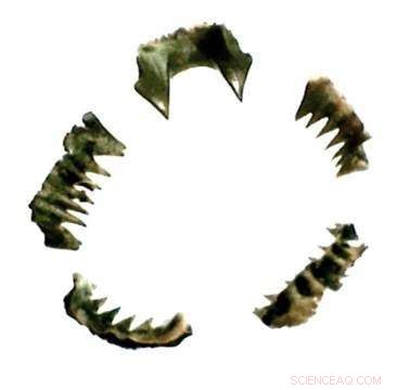 First Identification of Lamprey Keratin Teeth in London’s Archaeological Record