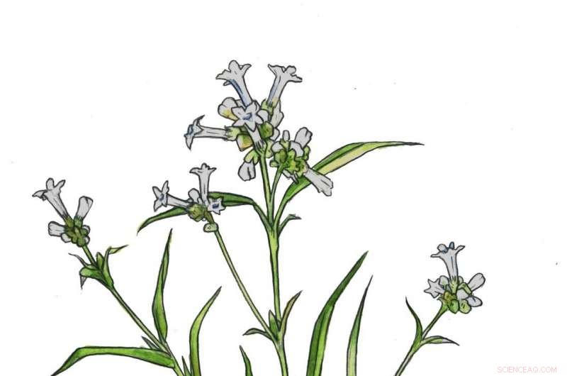 Nez Perce Reveal 1,200-Year-Old Tobacco Use Preceding European Contact