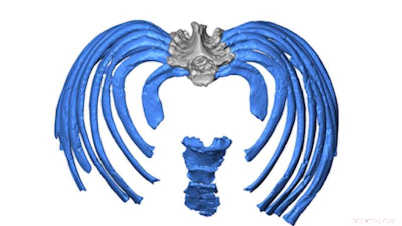 First 3‑D Reconstruction of Neandertal Ribcage Reveals Insights into Ancient Human Anatomy