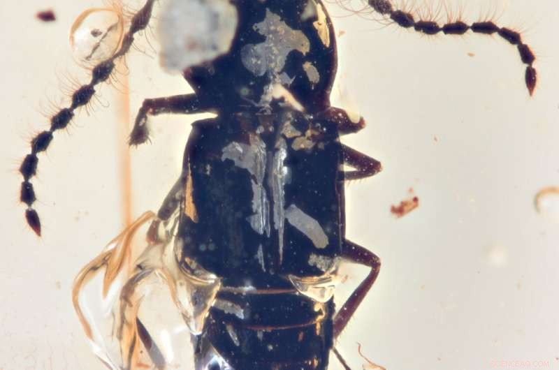 Amber-Preserved Beetle Sheds Light on Ancient Plate Tectonics