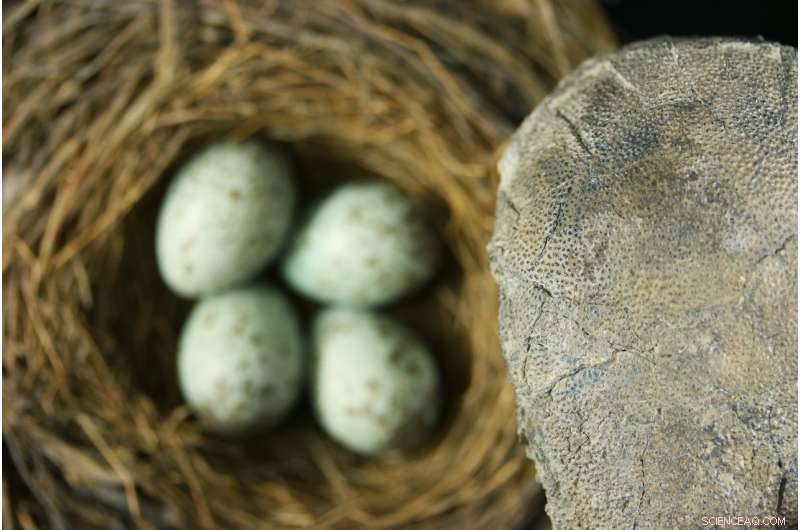New Research Reveals Dinosaur Origins of Modern Bird Egg Coloration
