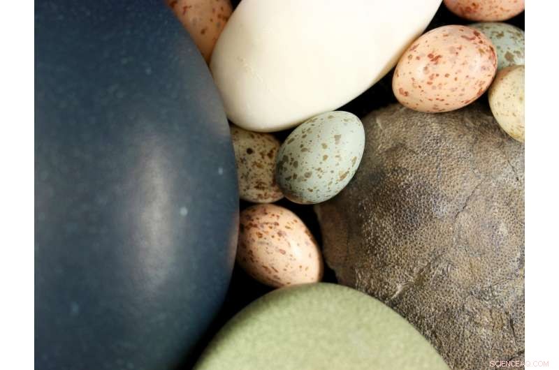 New Research Reveals Dinosaur Origins of Modern Bird Egg Coloration