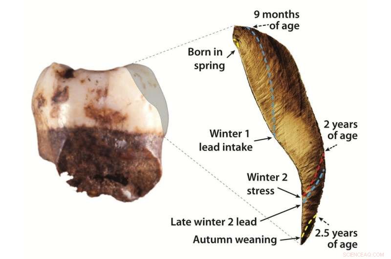 What Fossil Teeth Reveal About Ancient Human Lifestyles and Neanderthal Environments