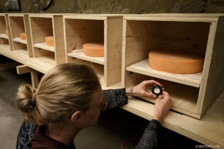 Swiss Cheesemaker Uses Music to Enhance Emmental Flavor