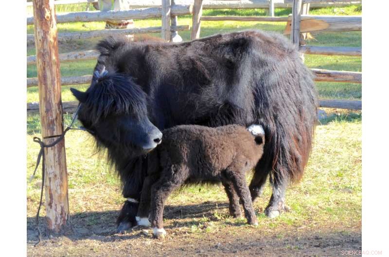 New Findings: Earliest Dairying Practices on East Asian Steppe