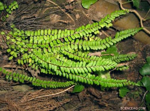 Ancient Fern Infusions: Medieval Evidence of Natural Remedies for Skin & Kidney Issues