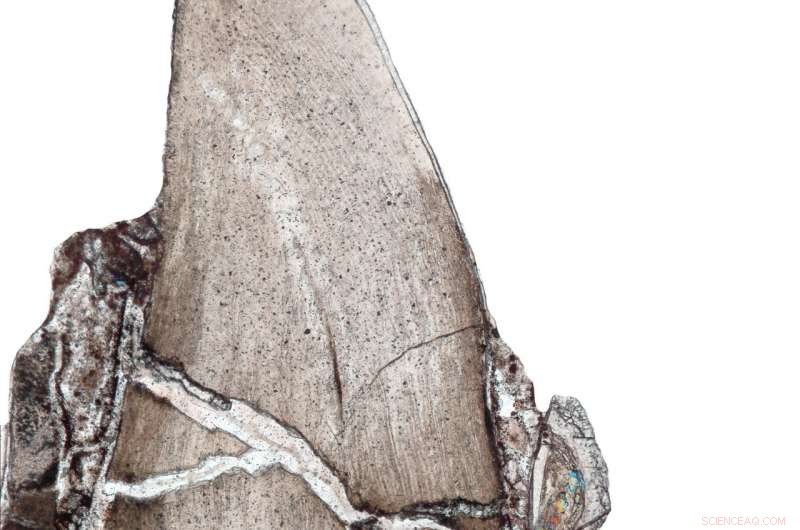 New Research Uncovers Early Dinosaur and Mammal Tooth Evolution Secrets