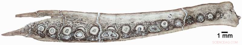 New Research Uncovers Early Dinosaur and Mammal Tooth Evolution Secrets