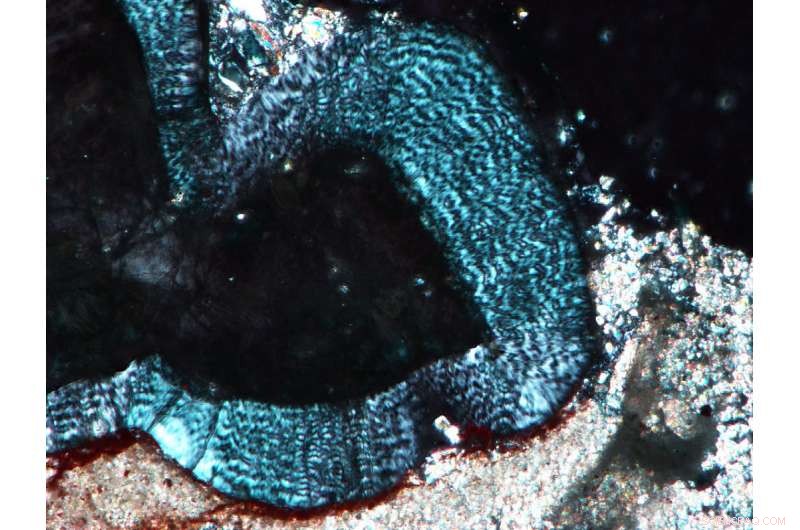 New Research Uncovers Early Dinosaur and Mammal Tooth Evolution Secrets