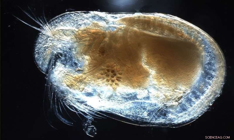 New 430‑Million‑Year‑Old Ostracod Fossil Illuminates Early Marine Life