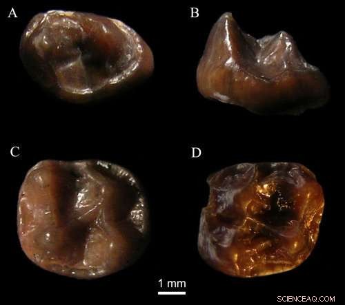 Smallest Fossil Ape Ever Found in Kenya s Tugen Hills