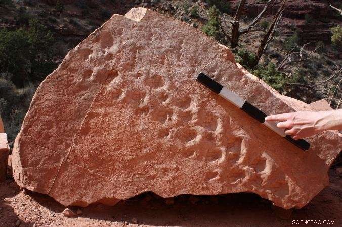 Revolutionary Discovery: Oldest Reptile Footprints Found in Grand Canyon