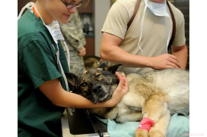 Veterinary Burnout: Expert Insights on Workplace Challenges and Career Retention