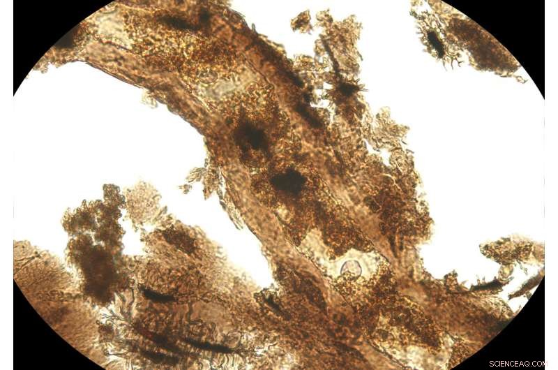 Unveiling Dinosaur Bone Proteins: Insights from a Sauropod Study