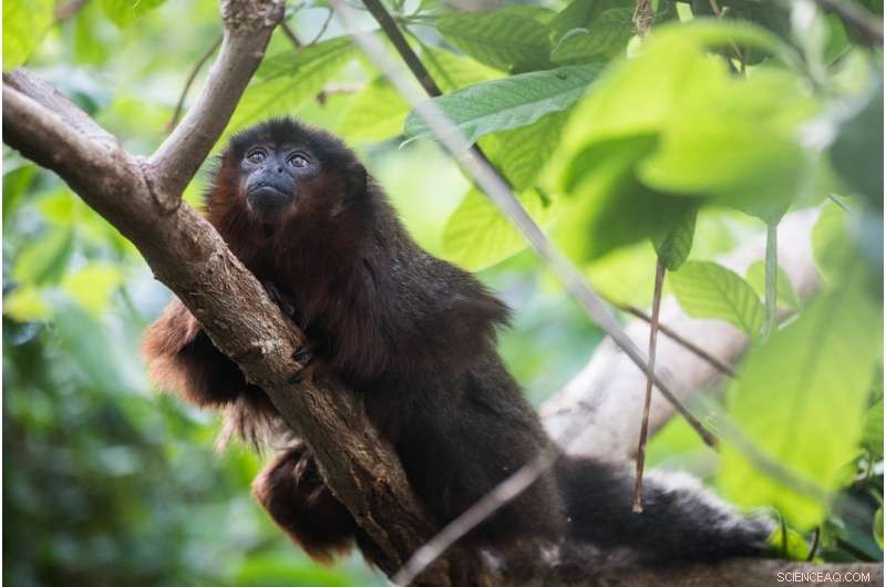 Ancient DNA Uncovers Caribbean Monkey’s Surprising Titi Monkey Connection