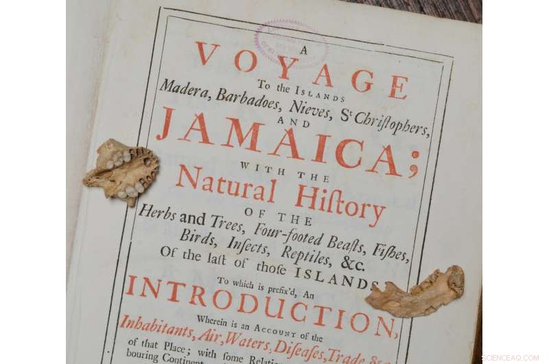 Ancient DNA Uncovers Caribbean Monkey’s Surprising Titi Monkey Connection