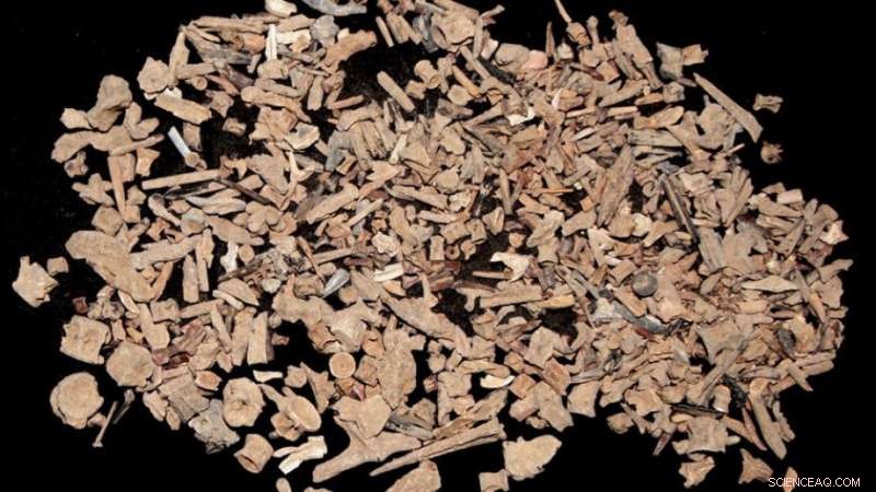 ANU Study Reveals Ancient Fishing Practices: Oldest Fish Hooks and Diet Insights