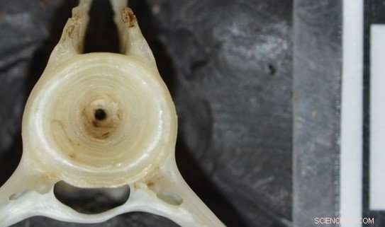 ANU Study Reveals Ancient Fishing Practices: Oldest Fish Hooks and Diet Insights