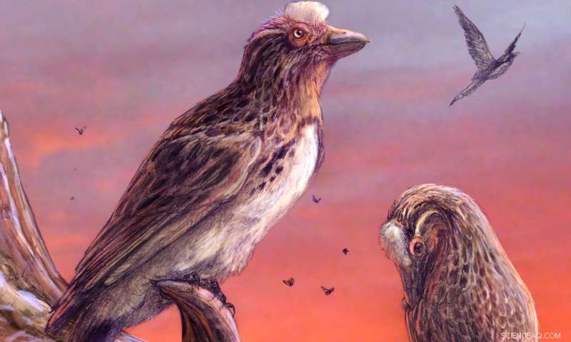 Discoveries of a Rare Fossil Bird Shed New Light on Avian Extinctions