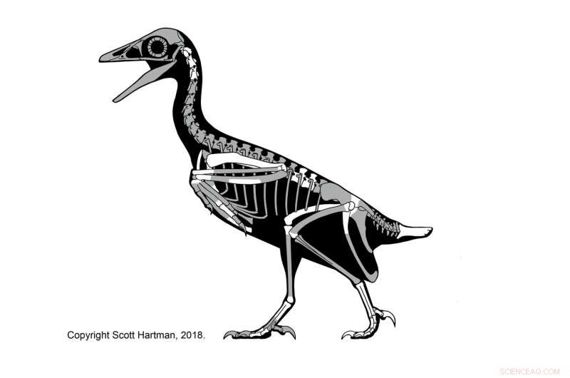 Discoveries of a Rare Fossil Bird Shed New Light on Avian Extinctions