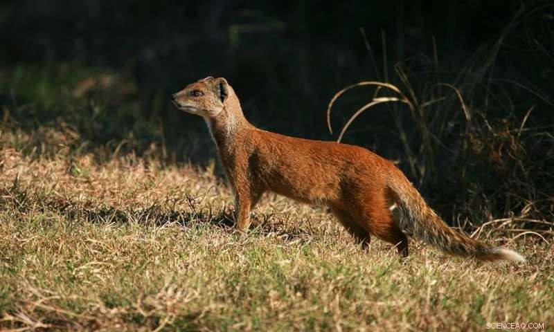 Leveraging Scavenger Behavior to Support Forensic Identification of Human Remains