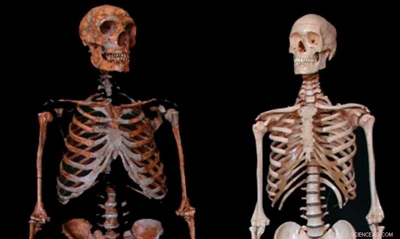 Research Finds Neanderthals Faced Risks Comparable to Early Humans