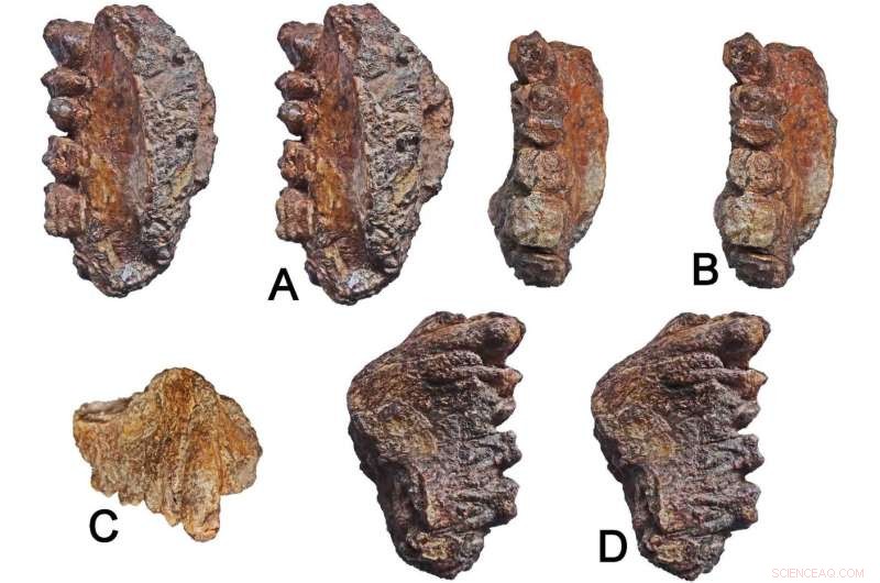 Late Miocene Ape Maxilla Unearthed in Western India, Expanding Ancient Range