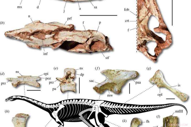 Three Ancient Skeletons Unearthed in Brazil Shed Light on Giant Dinosaur Ancestors