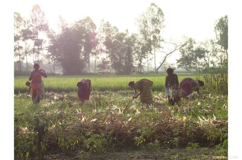 Boosting Rice Yields in Bangladesh Through Targeted Microcredit Programs